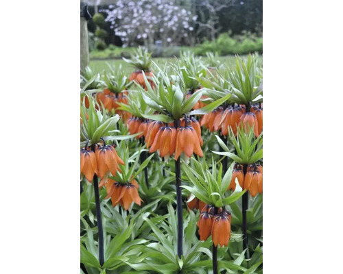 Gruppe von Kaiserkronen im Garten