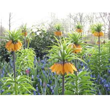 Blumenbeet mit Kaiserkronen und blauen Traubenhyazinthen