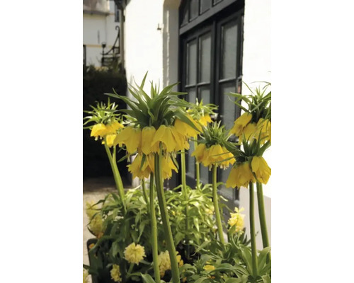 Gelbe Kaiserkronen vor einem Gebäude