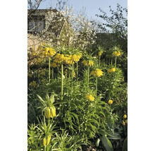 Gelbe Kaiserkronen in einem Garten
