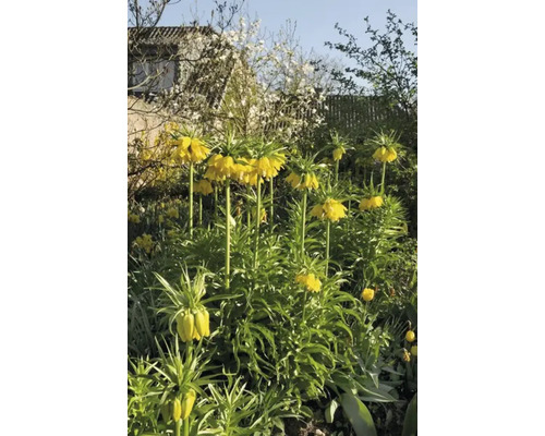 Gelbe Kaiserkronen in einem Garten
