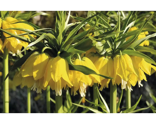 Gelbe Kaiserkronen im Detail