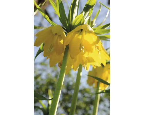 Gelbe Kaiserkronen-Blume im Detail