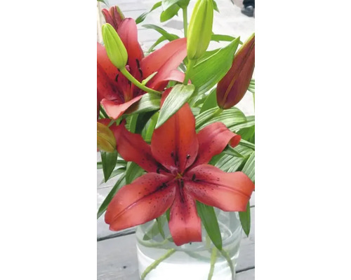 Lilienblüten in Vase