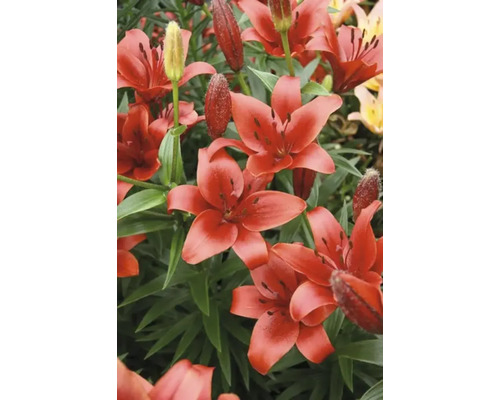 Nahaufnahme von asiatischen Lilien mit roten Blüten.