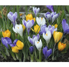 Gruppe von Krokussen mit verschiedenfarbigen Blüten