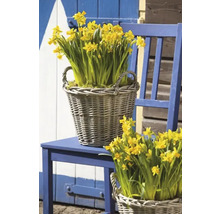 Gelbe Narzissen in Weidenkörben auf blauem Stuhl