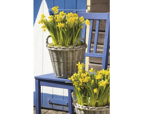 Gelbe Narzissen in Weidenkörben auf blauem Stuhl