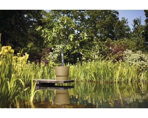 Fig Tree in Pflanzgefäß auf einem Steg am Gartenteich