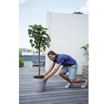 Blumentopf Elho Kunststoff 28,5 x 28,5 x 26 cm lila