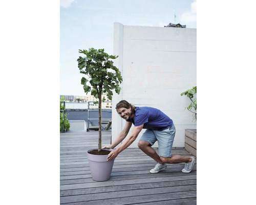 Mann bewegt einen Feigenbaum in einem Pflanzgefäß auf einer Terrasse.