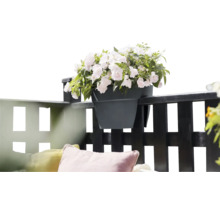 Blumentopf mit weißen Blumen auf einem Balkongeländer