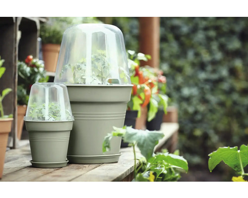 Zwei Pflanzgefäße mit Haube für den Anbau von Jungpflanzen im Garten.