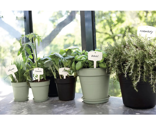 Verschiedene Kräuter und Gemüsepflanzen in Töpfen mit Namensschildern.