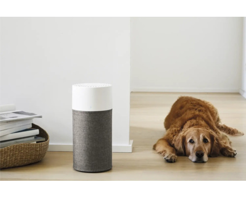 Luftreiniger neben einem Golden Retriever im Wohnzimmer