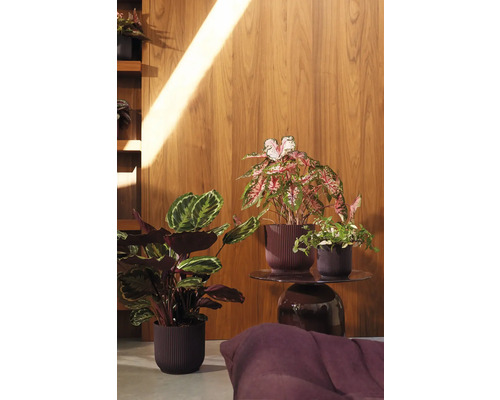 Zimmerpflanzen in Pflanzgefäßen auf einem Tisch vor einer Holzwand