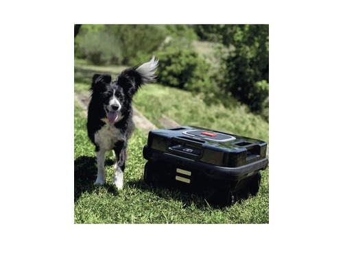 Schwarzer Mähroboter steht auf einer Rasenfläche neben einem Hund.