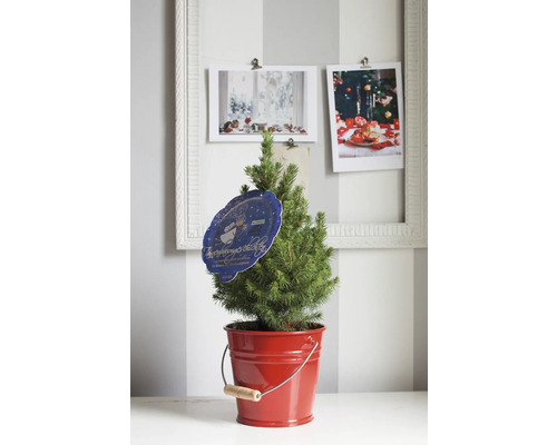 Kleine Nordmanntanne im roten Eimer mit Dekoration für Weihnachten