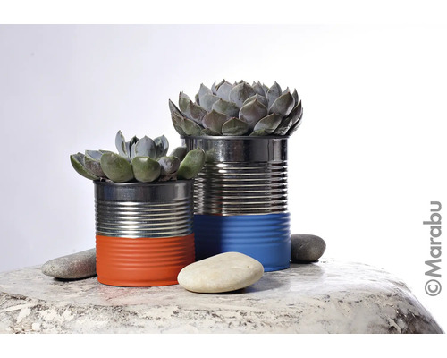 Dekorative Sukkulenten in bemalten Konservendosen als Pflanzgefäße