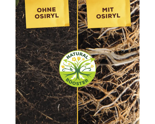 Pflanzenwurzeln mit und ohne Osiryl Wurzelaktivator im Vergleich