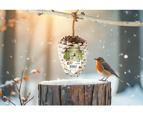 Futterzapfen hängt an einem Baum, ein Vogel sitzt auf einem Baumstumpf.