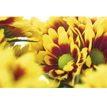 Nahaufnahme von gelb-roten Chrysanthemenblüten