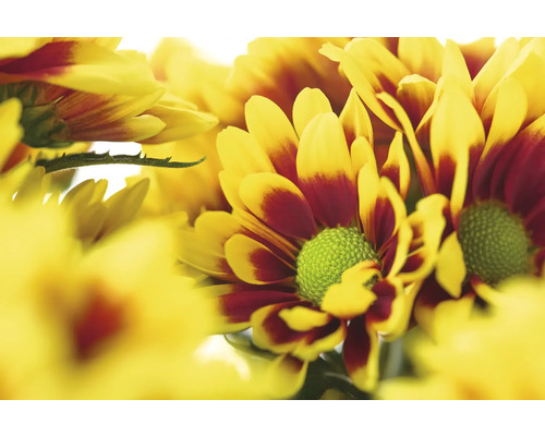 Nahaufnahme von gelb-roten Chrysanthemenblüten