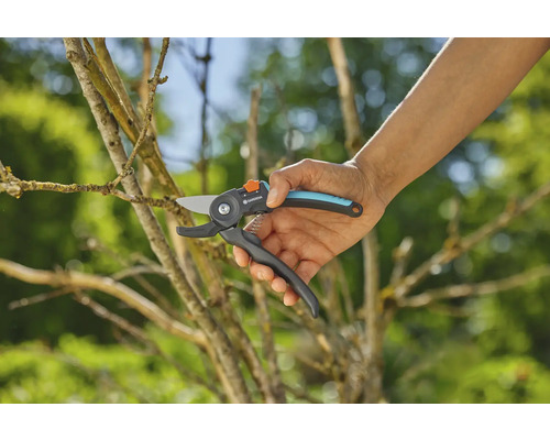 Gartenschere im Einsatz zum Beschneiden eines Astes