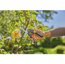 Gartenarbeit mit einer Gartenschere zum Schneiden von Ästen an einer Rose