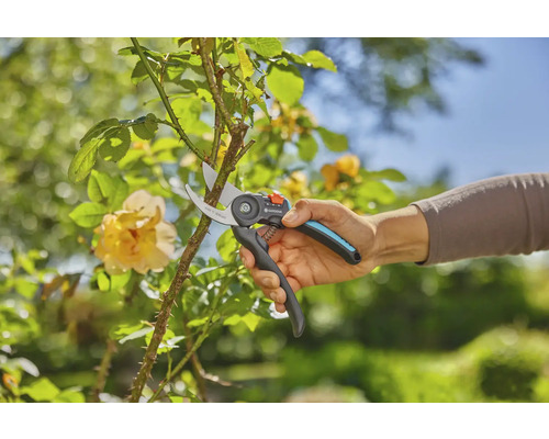 Gartenarbeit mit einer Gartenschere zum Schneiden von Ästen an einer Rose