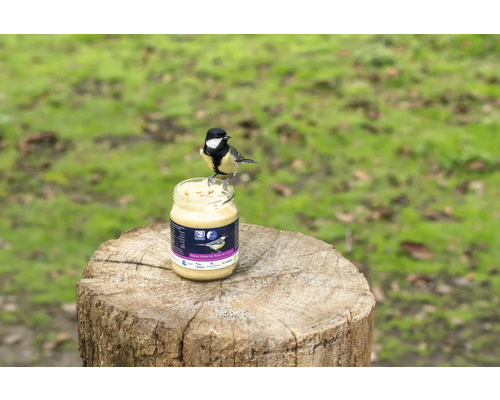 Meisenknödel im Glas mit einer Blaumeise auf einem Baumstumpf