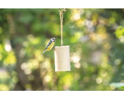 Blaumeise auf hängendem Futterblock im Garten