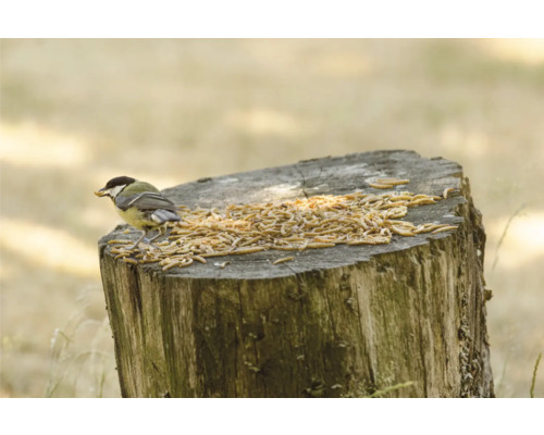 Kohlmeise auf einem Baumstumpf mit Mehlwürmern