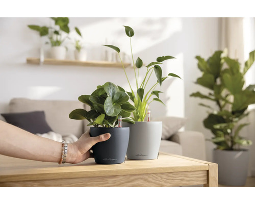 Zwei Zimmerpflanzen in Blumentöpfen auf einem Tisch