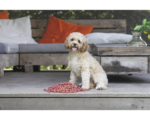 Lockiger Hund mit Futter im Freien auf einer Holzterrasse
