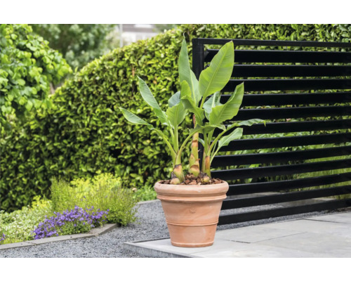 Banane in Terrakotta Pflanztopf im Garten