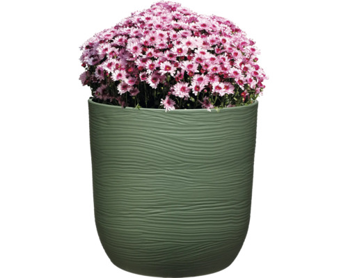 Rosa Chrysanthemen in einem Pflanzgefäß