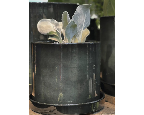 Pflanze in einem glänzenden Übertopf aus Keramik mit Untersetzer