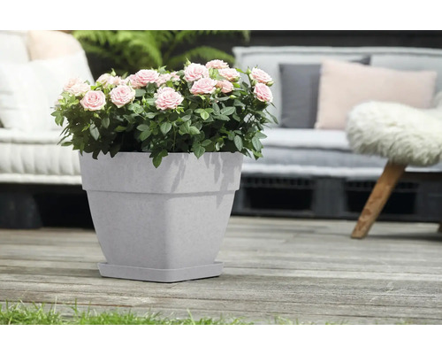 Rose im Topf auf einer Terrasse mit Sitzgelegenheiten