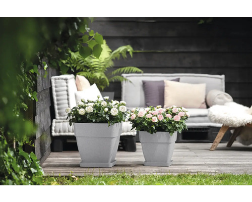 Zwei Blumentöpfe mit Rosen auf einer Terrasse mit Gartenmöbeln