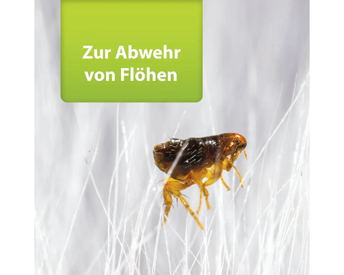 Nahaufnahme einer einzelnen Floh zur Flohbekämpfung