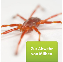 Milbe zur Schädlingsbekämpfung
