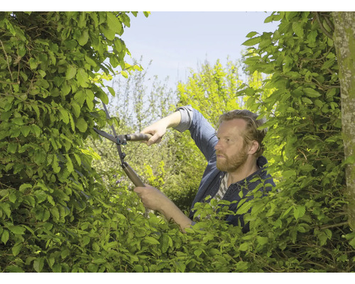 Mann schneidet Hecke mit einer Heckenschere im Garten