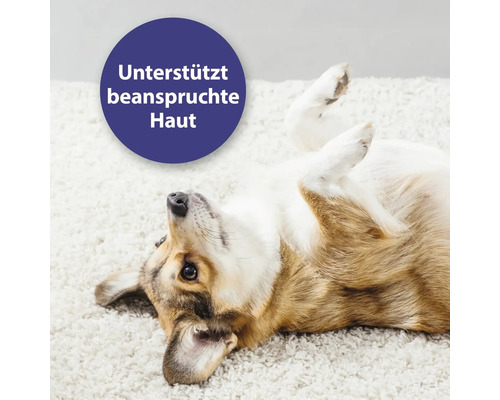 "Ein Hund liegt auf dem Rücken auf einem Teppich