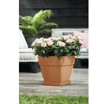 Blumentopf Elho Vibia Kunststoff 29 x 28,8 x 28,2 cm eckig braun