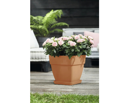 Miniaturrosen in einem Pflanztopf auf einer Terrasse
