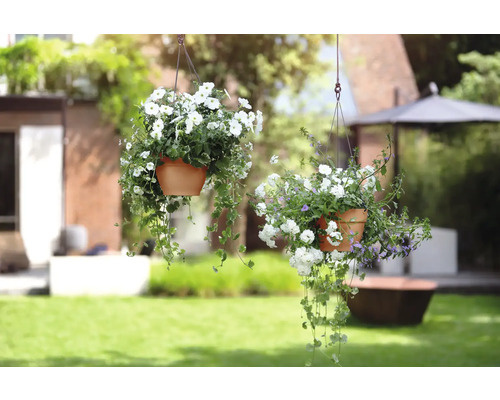 Zwei hängende Blumentöpfe mit weißen Blumen in einem Garten.