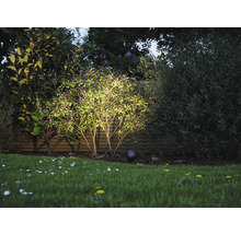 Garten mit Rasenfläche und beleuchtetem Busch
