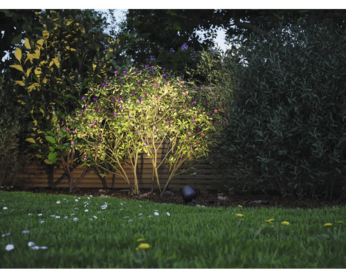 Garten mit Rasenfläche und beleuchtetem Busch