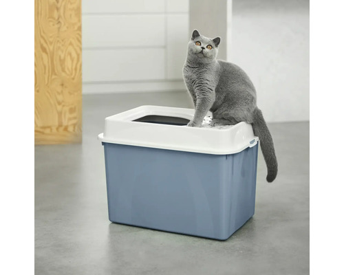 Graue Katze sitzt auf einer blauen Katzentoilette mit Deckel.